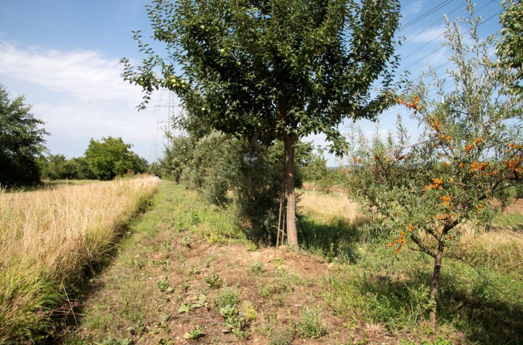 Agroforesterie, pisteà explorer pour le climat