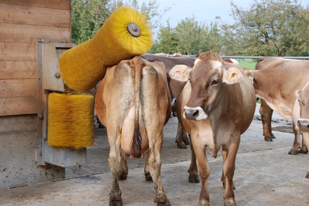 Le bien-être des animaux est très important pour les agriculteurs suisses.
