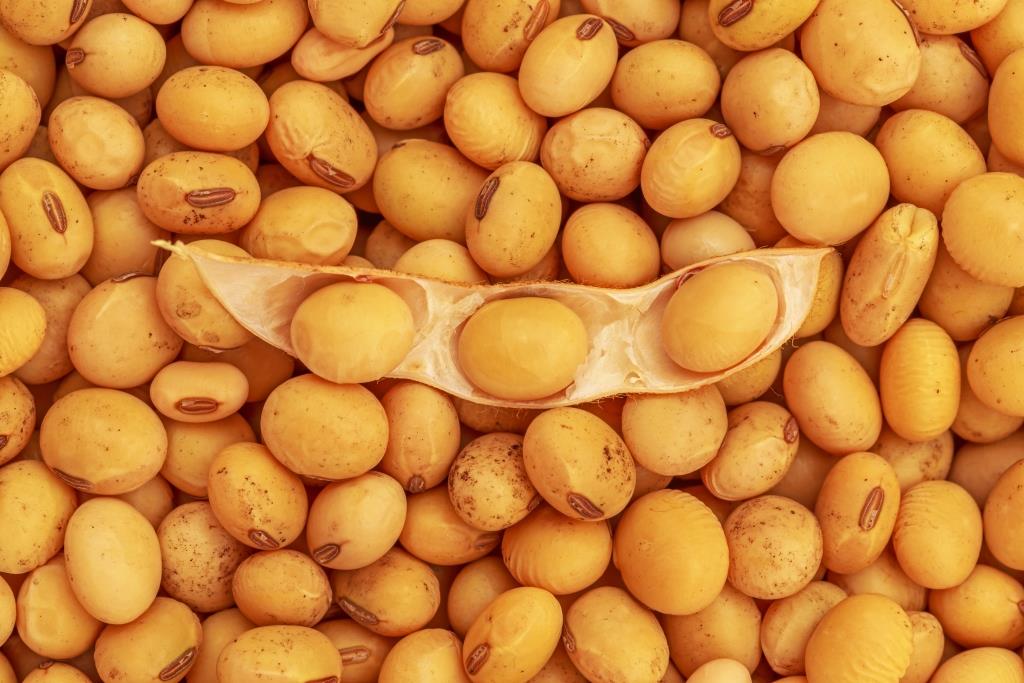 En Suisse, seul le soja certifié durable est importé comme aliments pour les animaux.