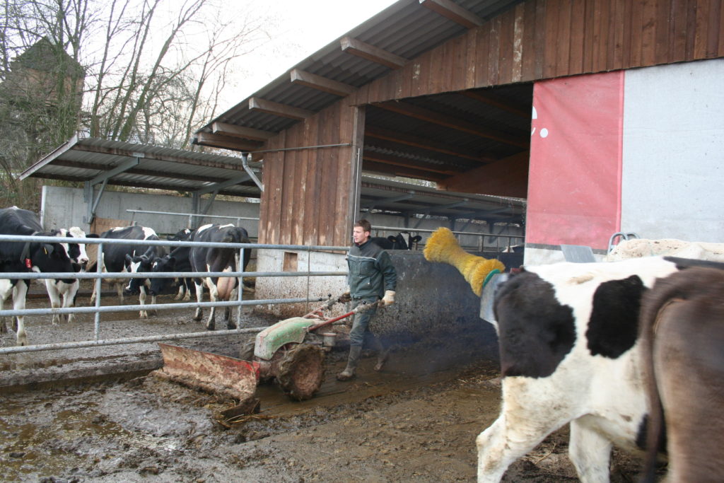 Le lisier et le fumier des animaux sont utilisés dans les champs sous forme d’engrais.