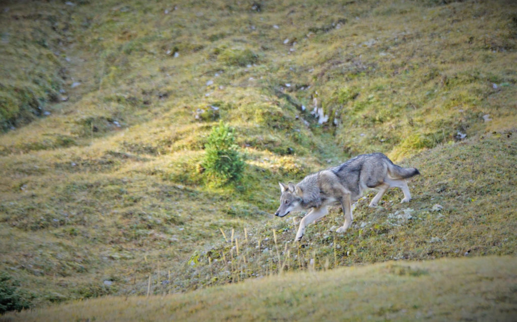 Jean-François Dupertuis a aperçu un loup cet été au Marchairuz. Celui-ci fait partie de la meute responsable de l’attaque d’un veau de sept mois. © J.-F. Dupertuis/Prométerre