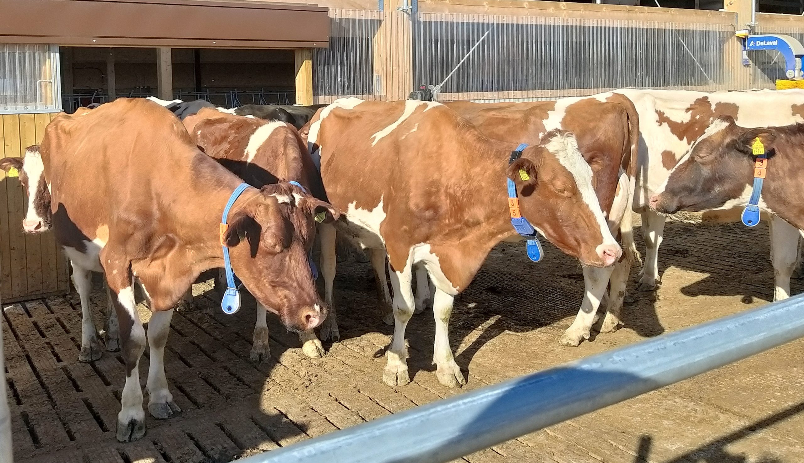 Des robots dans l&rsquo;étable