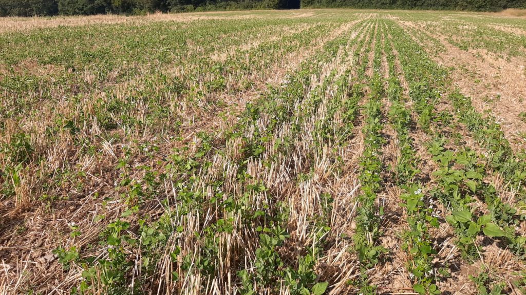 Semis de couverts végétaux en agriculture © Salzmann