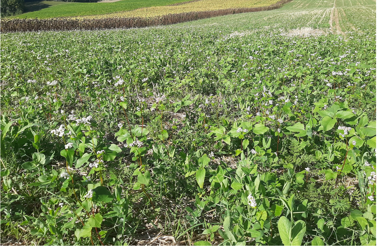 Couverts végétaux, les alliés de l&rsquo;agriculture