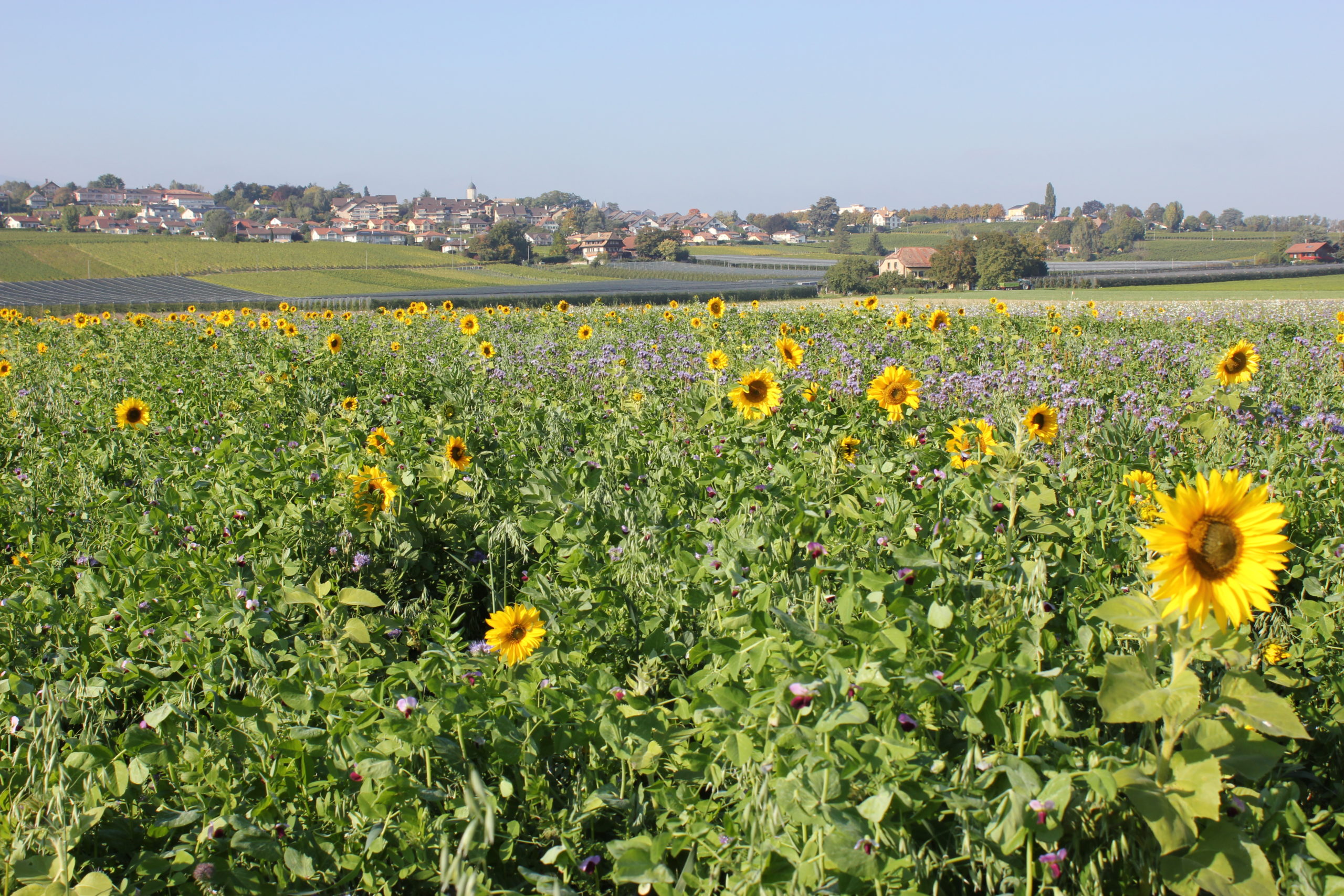 La bourse aux crédits carbone s&rsquo;invite dans les champs