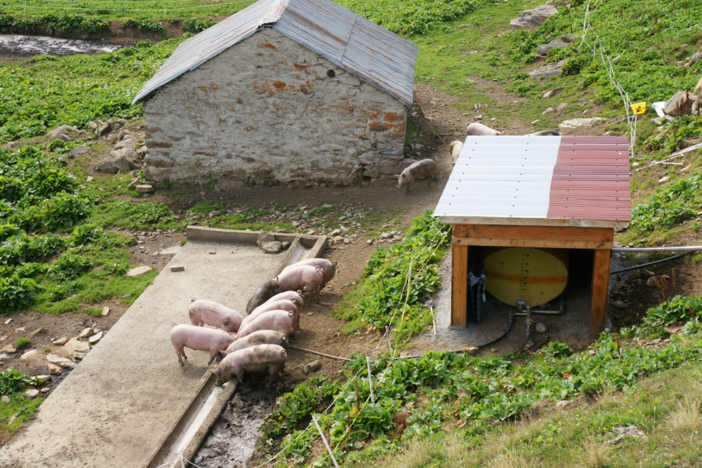 Le petit lait, riche en nutriments, est servi aux porcs.