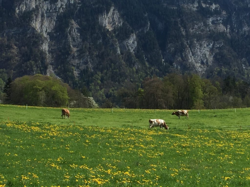 Le bétail est également un acteur important de la sauvegarde de la biodiversité particulière et menacée des prairies et des haies. Il préserve les prairies naturelles en les broutant et en évitant l’embroussaillement et il entretient les haies.