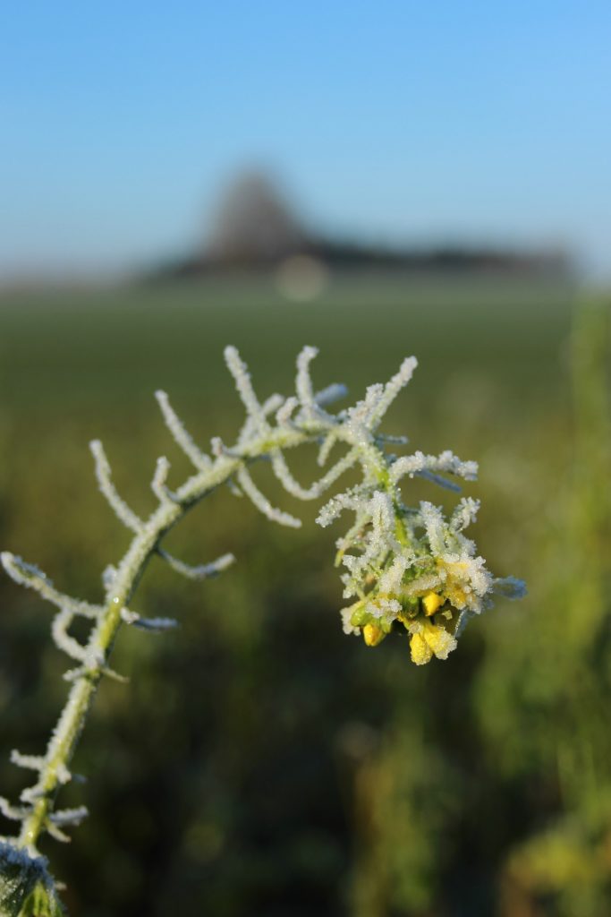 Le colza résiste mal au gel de printemps