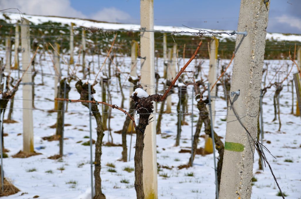 Les vignes, comment s'en occuper pendant l'hiver en Suisse?