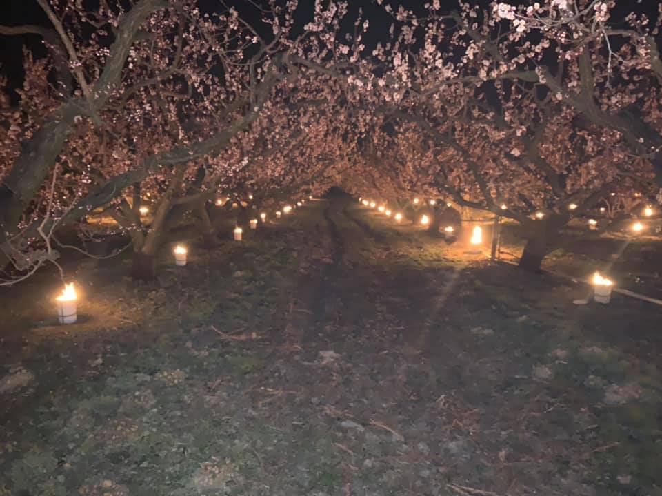 Lutter contre le gel grâce à des bougies, des réchauds, de brasiers ou de chauffages à combustible © Page Facebook Floraison des abricotiers en Valais
