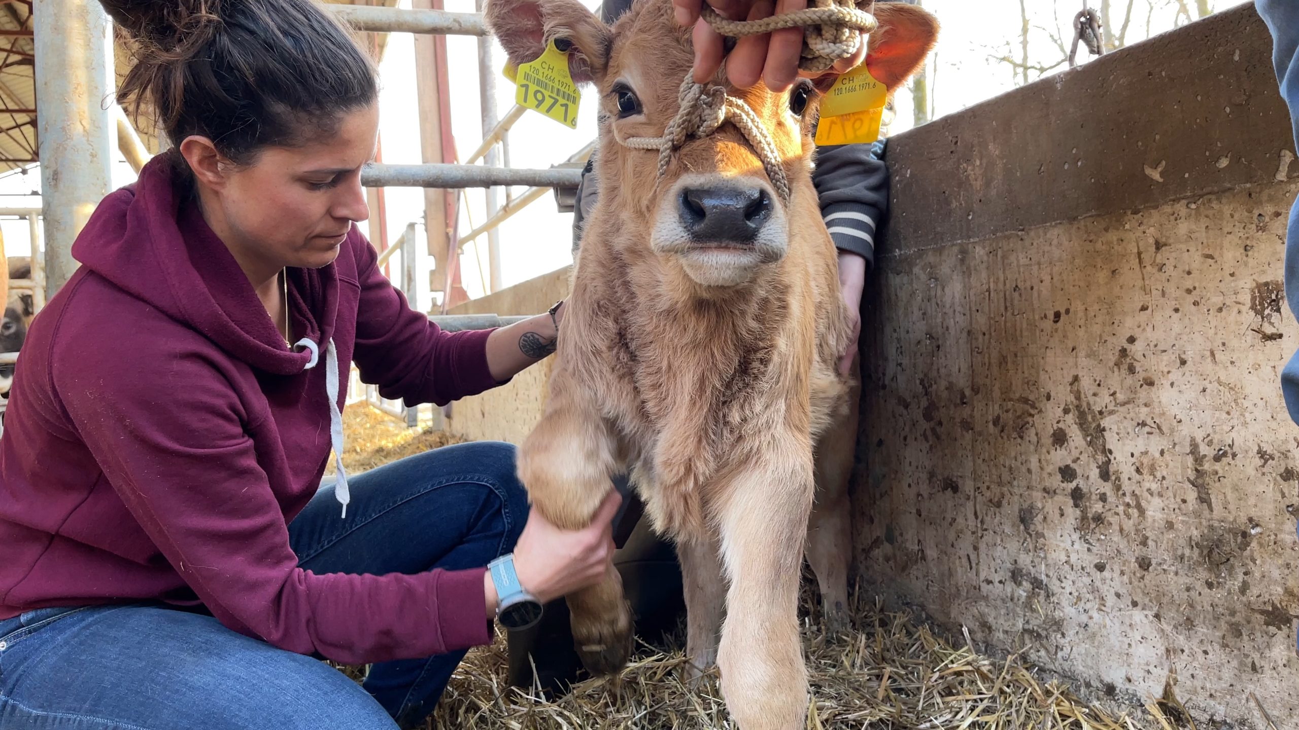L&rsquo;ostéopathie aux petits soins des bovins